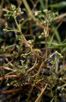 Helosciadium inundatum