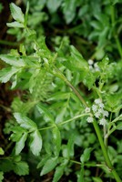 Helosciadium nodiflorum