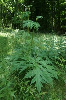 Heracleum mantegazzianum