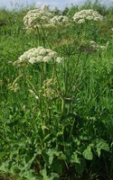 Heracleum sphondylium