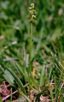Herminium monorchis
