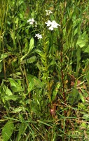 Hesperis matronalis