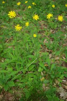 Hieracium lachenalii