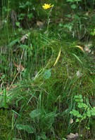 Hieracium maculatum