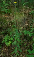 Hieracium sabaudum