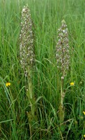 Himantoglossum hircinum