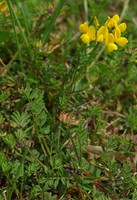 Hippocrepis comosa