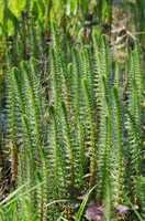 Hippuris vulgaris