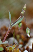 Holosteum umbellatum