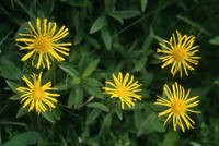 Inula hirta