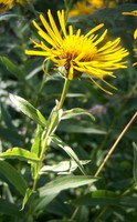 Inula salicina