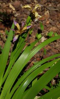 Iris foetidissima