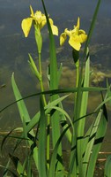 Iris pseudacorus