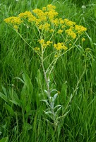 Isatis tinctoria