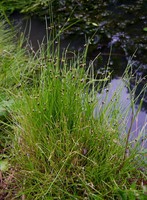 Isolepis setacea