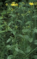 Jacobaea aquatica