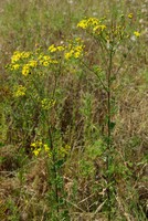Jacobaea erucifolia