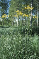 Jacobaea paludosa