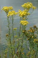 Jacobaea vulgaris