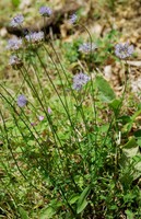 Jasione montana