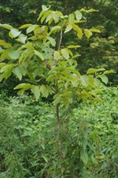 Juglans regia