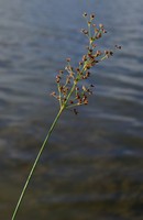 Juncus acutiflorus