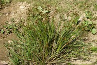 Juncus articulatus