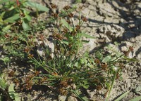Juncus bulbosus