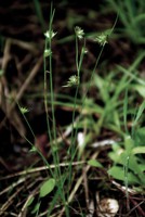 Juncus capitatus