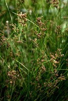 Juncus compressus