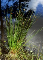 Juncus conglomeratus
