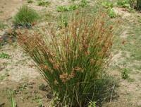 Juncus effusus