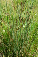 Juncus inflexus