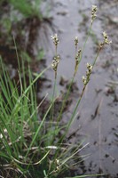 Juncus squarrosus