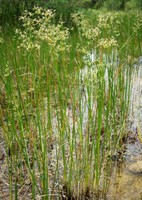 Juncus subnodulosus