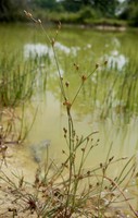 Juncus tenageia