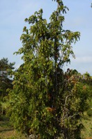 Juniperus communis