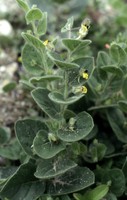 Kickxia spuria