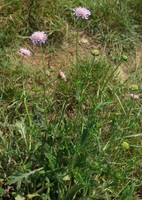 Knautia arvensis