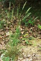 Koeleria macrantha