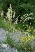 Koeleria pyramidata