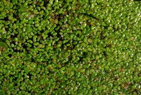 Lemna minor