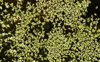 Lemna minuta