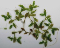 Lemna trisulca
