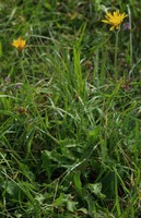 Leontodon hispidus