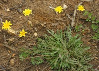 Leontodon saxatilis