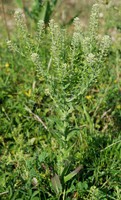 Lepidium campestre