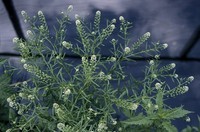 Lepidium densiflorum