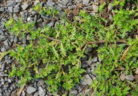 Lepidium didymum