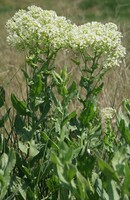 Lepidium draba